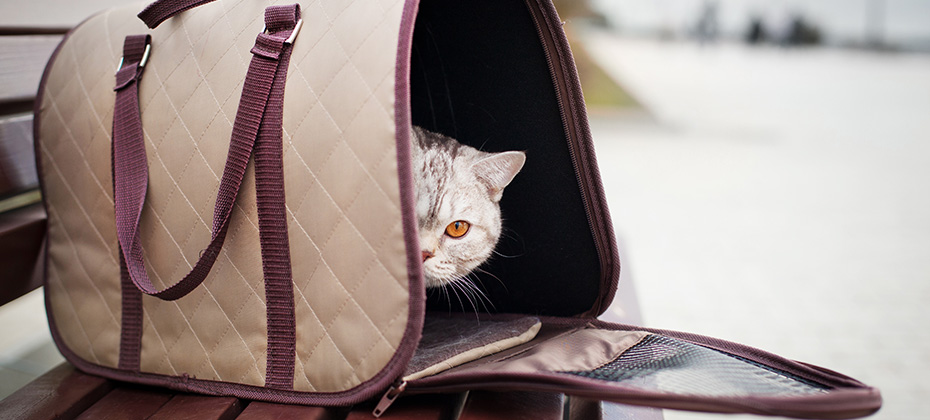 cat in pet carrier on a park bench