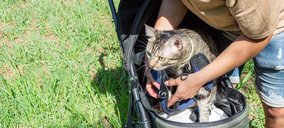cat who is sitting in her stroller in a park in summer