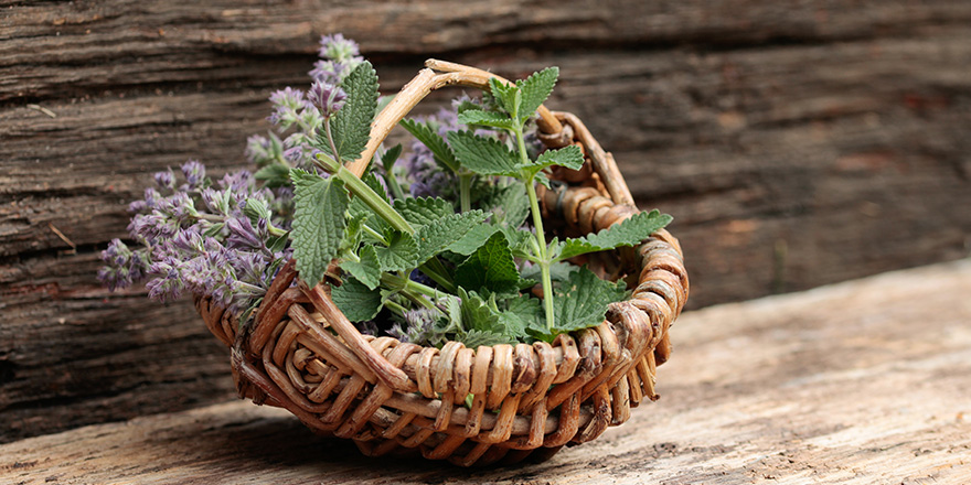 catnip harvested in a small wicker basket