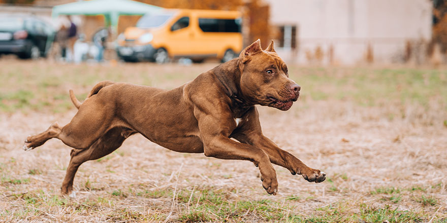 chocolate pit bull running through the forest