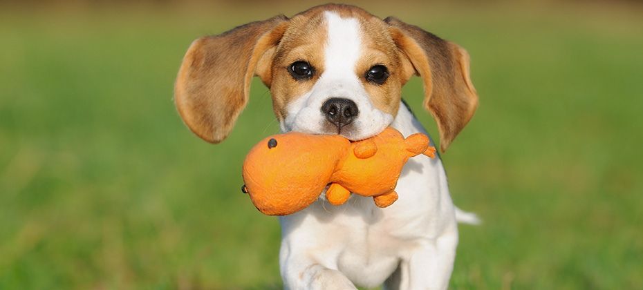 cute Beagle puppy running happy over the meadow