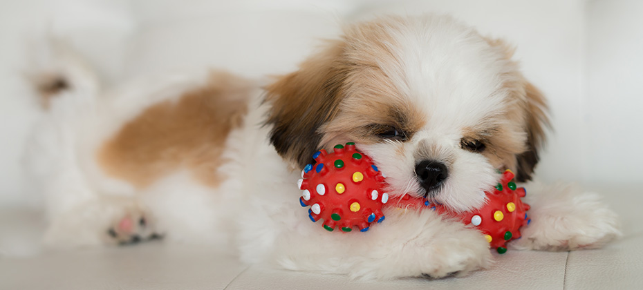 dog puppy of shih Tzuis playing dog toy
