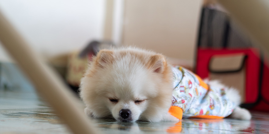 dog sleep pomeranian white close up