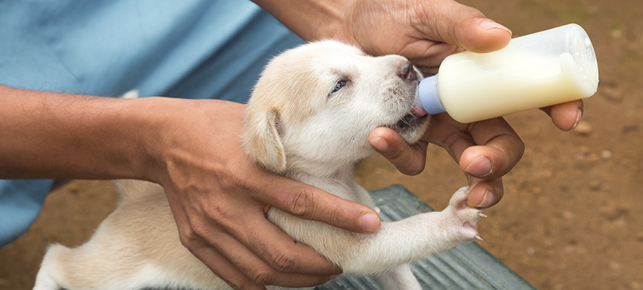 feeding a newborn puppy with puppy formula from a bottle, closeup view of little puppy suck milk outdoor