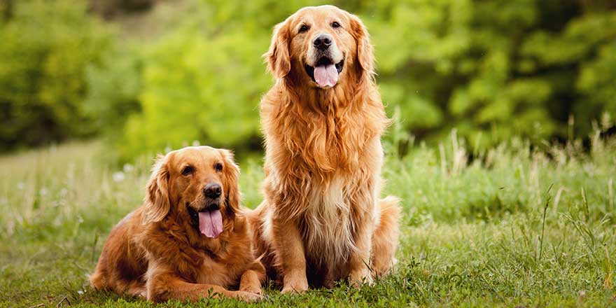 golden retriever beautiful lovely pair