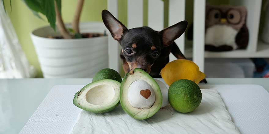 half an avocado with a pit and a painted heart and a little dog trying to eat it