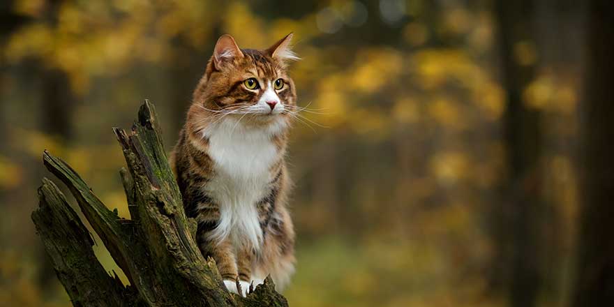 kuril bobtail russian cat walking outdoor in the forest