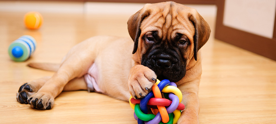 little puppy bullmastiff playing in the house with toys