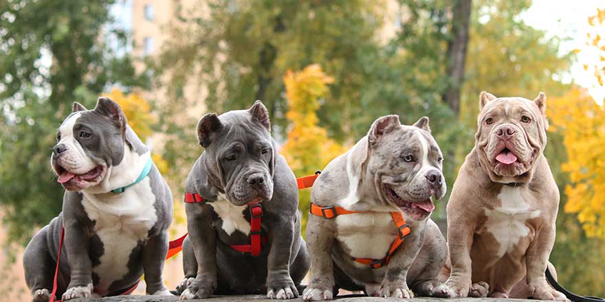 many puppies american bully friends