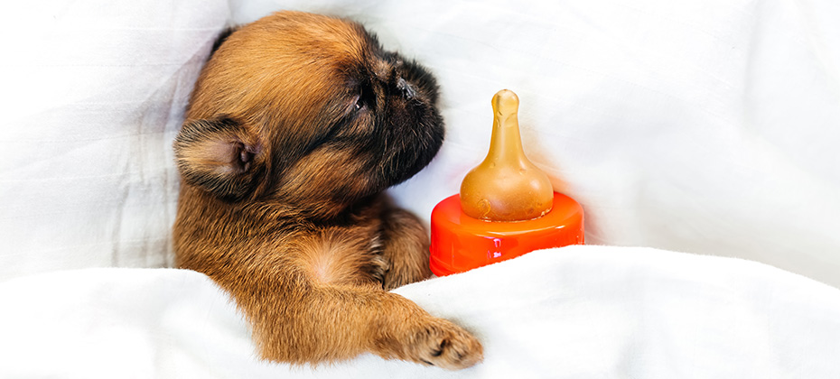 newborn puppy sleeps with a bottle and a pacifier. Milk replacer concept. High quality photo