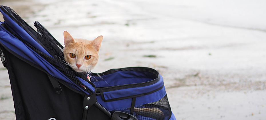 orange cat in a stroller
