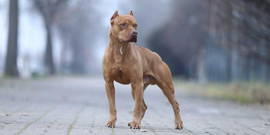 photo of a beautiful pitbull posing