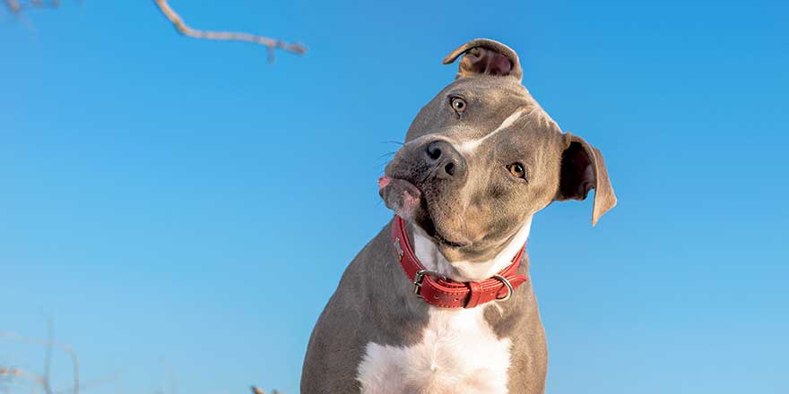 portrait of one gray pitbull dog wearing a red collar looking at the camera with a blue sky in the background