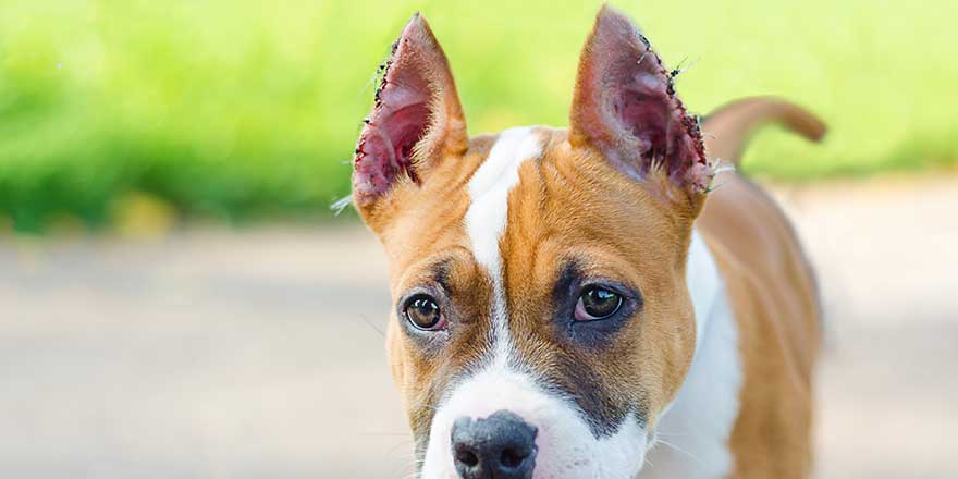 portrait of puppy of American Staffordshire Terrier with cropped ears. 