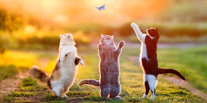 three different beautiful cats play in a sunny summer meadow and catch a blue butterfly jumping up