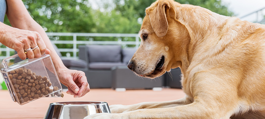 woman gives her labrador the dog food in a feeding bowl