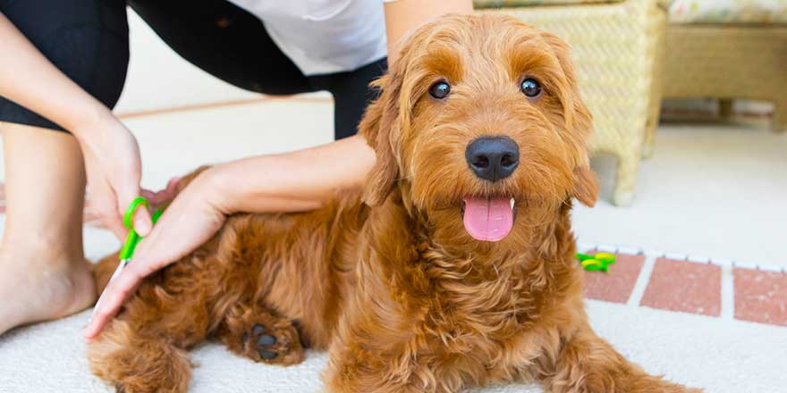 young woman grooming a miniature golden doodle