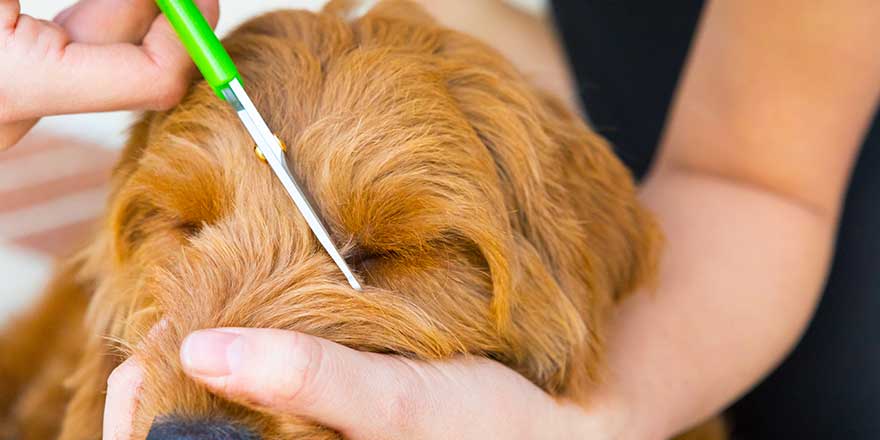 young woman grooming a miniature golden doodle