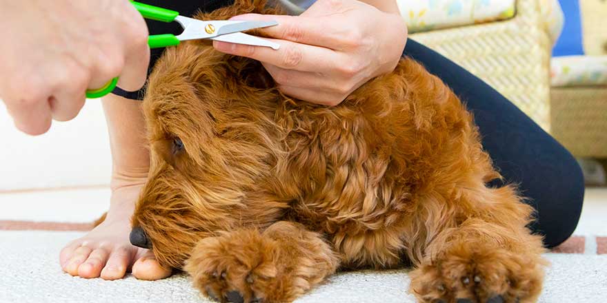 young woman grooming a miniature golden doodle puppy