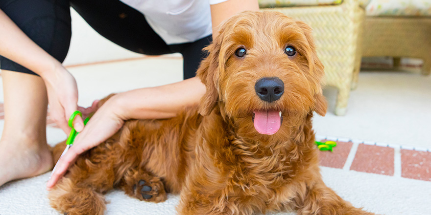 young woman grooming a miniature golden doodle