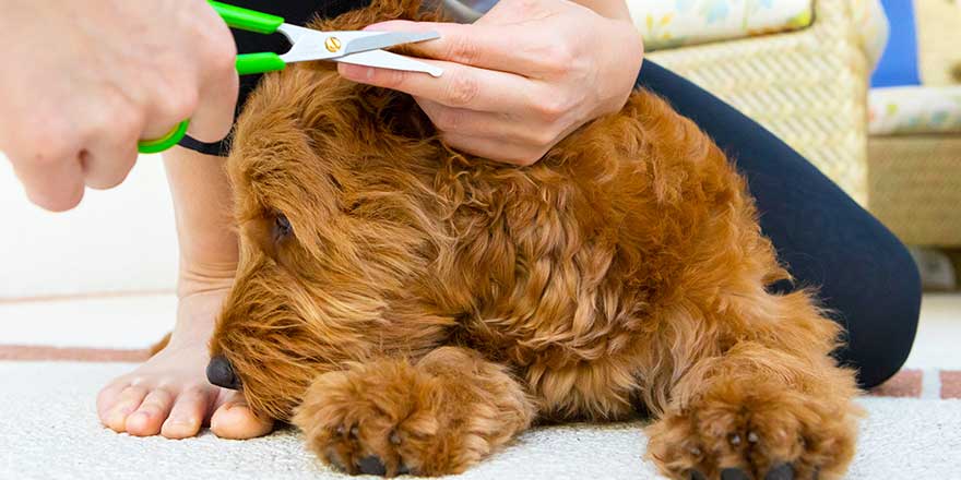 young woman grooming a miniature golden doodle