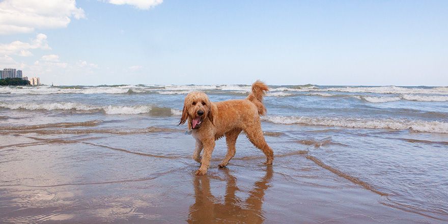 A cute Goldendoodle named Woody stands on the shore in front of a wavy Lake Michigan on a sunny, blue sky day.