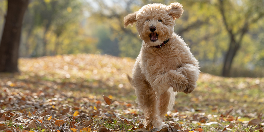 A happy mini golden doodle puppy playing in the park