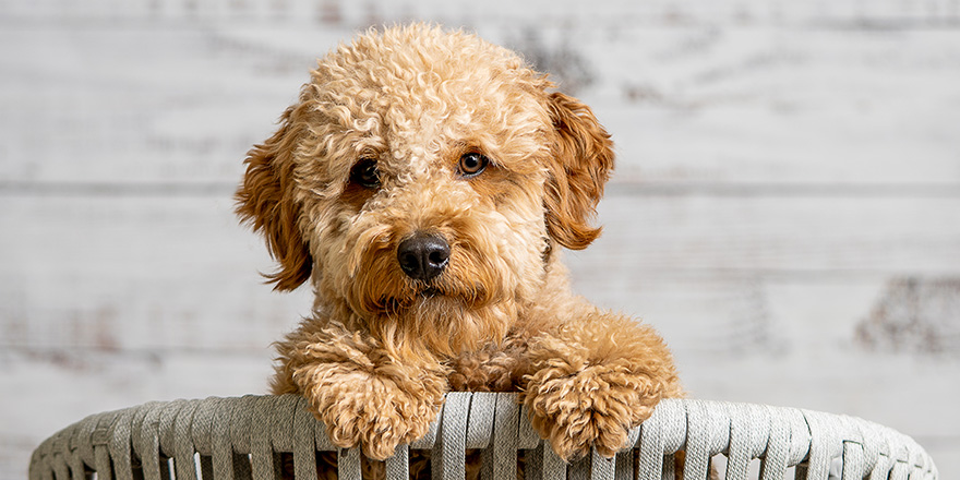 A mini golden doodle puppy looking to the camera