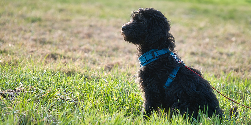 A view of a beautiful Goldendoodle in the park-a hybrid of the golden retriever and poodle