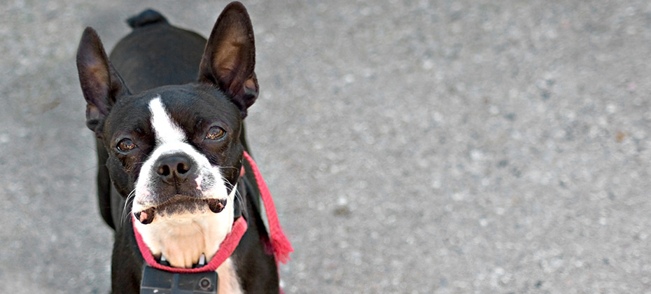 A young Boston Terrier dog looking intently out of curiosity