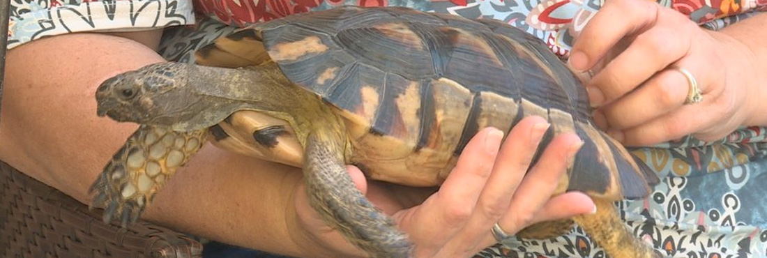 After-13-Days-on-the-Lam,-Missing-Pet-Tortoise-Found,-Returns-Home