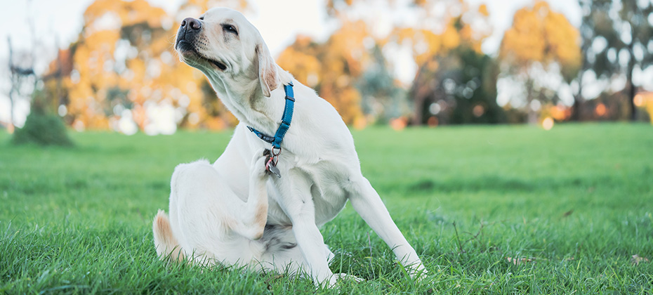 An adorable labrador dog scratching itself on a field