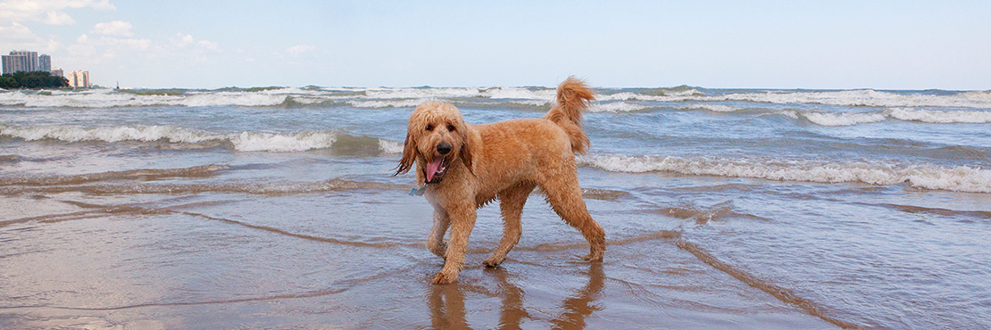 Apricot Goldendoodle