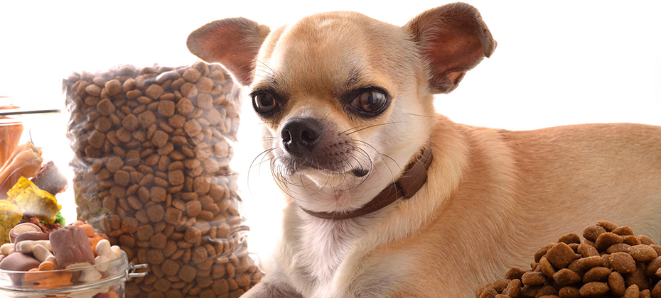 Background with various types of dry food for feeding the dog and chihuahua on table