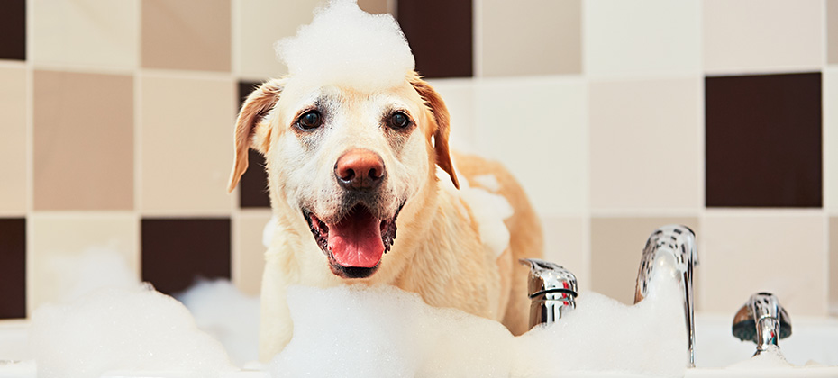 Bathing of the yellow labrador retriever