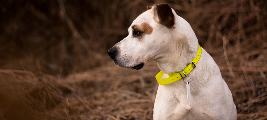 Beautiful american pitbull terrier dog winter portrait bad weather mud electronic collar