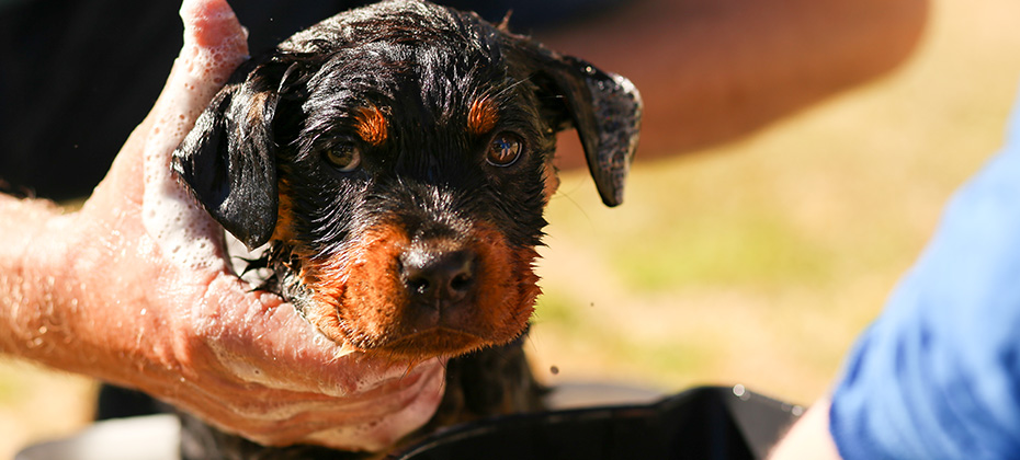 Beautiful little rottweiler puppy having first bath in bucket