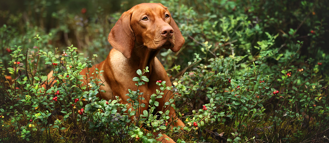 Best-Cranberry-Supplements-For-Dogs