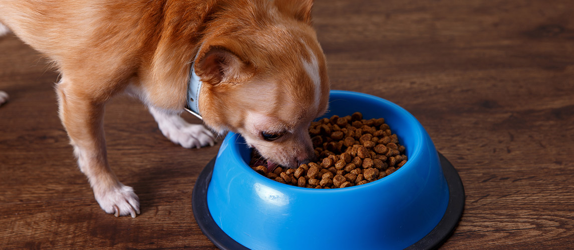 Best-Dog-Food-for-Chihuahuas