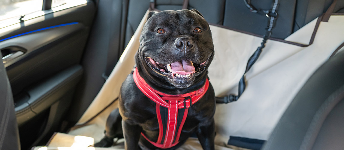 Best-Dog-Seat-Belts-to-Keep-Your-Canine-Safe