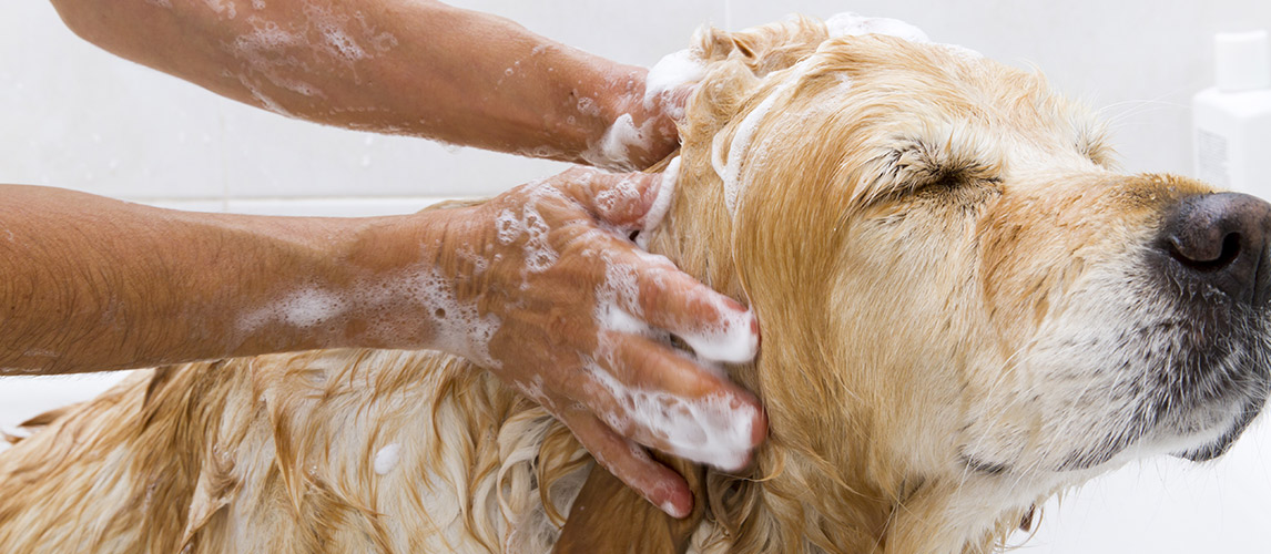 Best-Dog-Shampoos