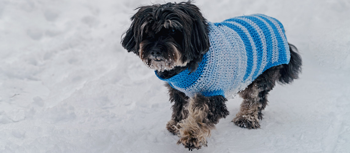 Best-Dog-Sweaters