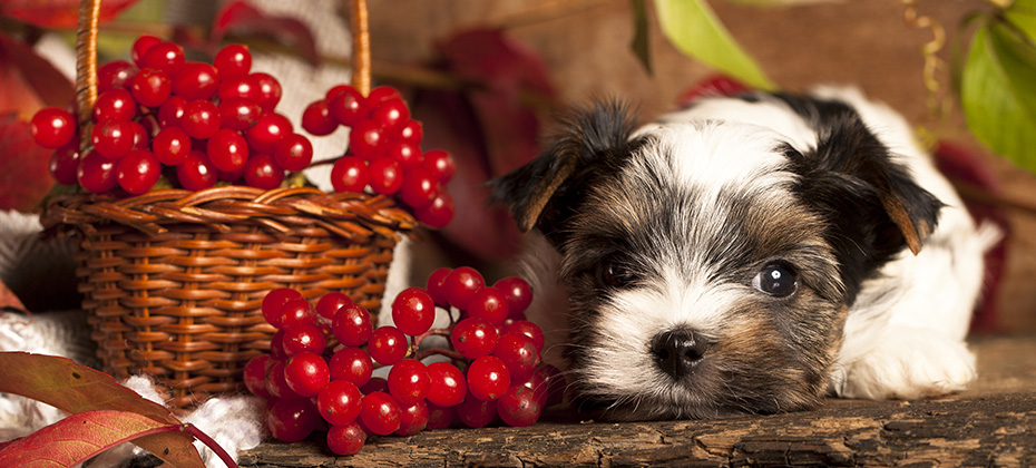 Biewer terrier puppy with Cranberries in basket