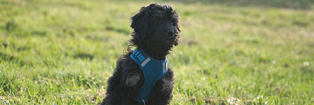 Black Goldendoodle: Everything You Need to Know