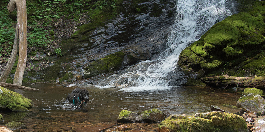 Black Goldendoodle fetching a stick from pool of water at base of a waterfall surrounded by moss covered rocks.