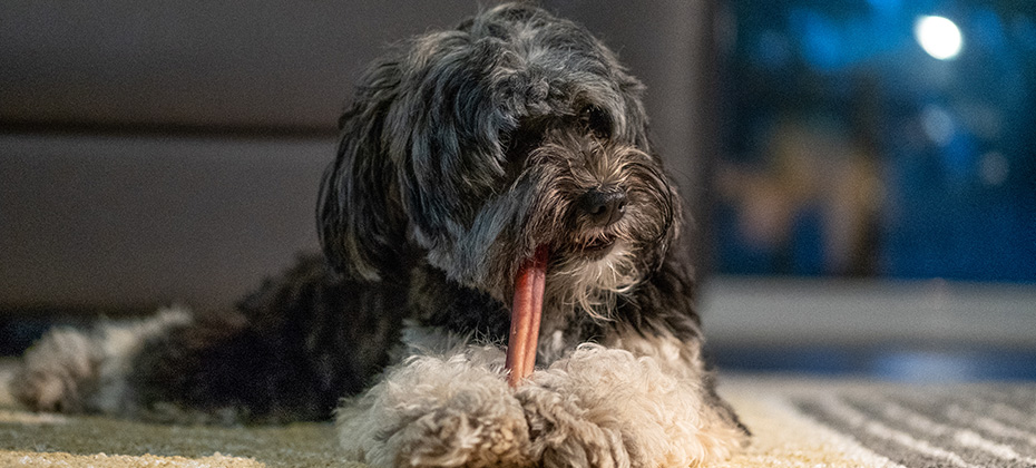 Black and white little dog chewing a treat in living room