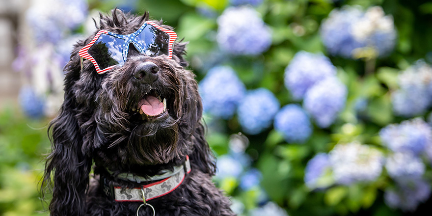 Black fluffy dog wearing red, white and blue sunglasses sitting in front of hydrangea bush with blue blooms