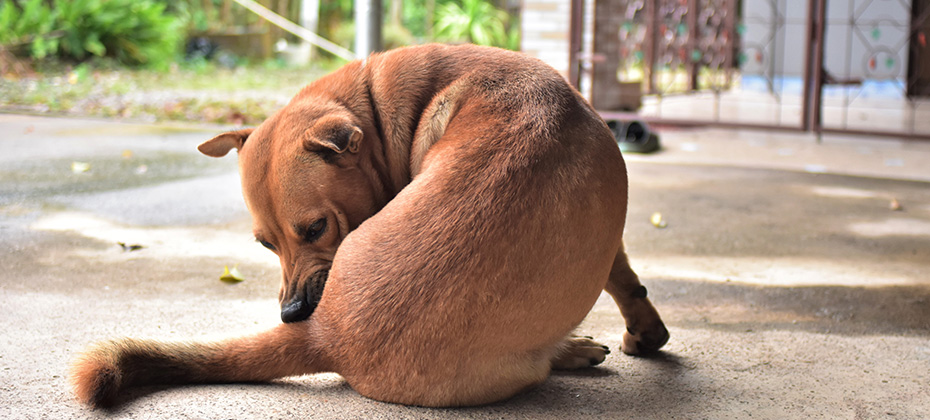 Blown dog rod tail itself