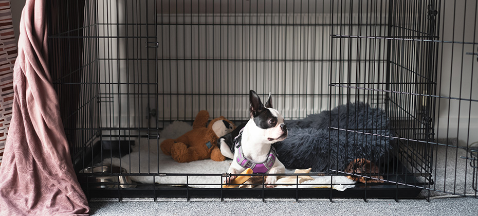 Boston Terrier puppy inside a large cage play pen. with the door open. It is partly covered with a brown soft sheet. The puppy is lying down and looking to the side with ears up.