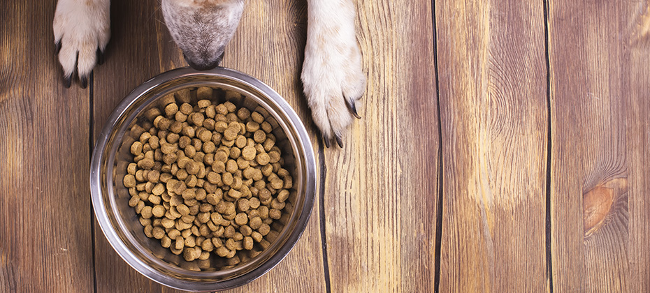 Bowl of dry kibble dog food and dog's paws and neb over grunge wooden floor